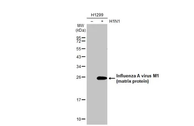 Anti-Influenza A virus M1 (matrix protein) antibody [HL1275] used in Western Blot (WB). GTX636677