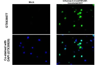 Anti-Influenza A virus M1 (matrix protein) antibody [HL1275] used in IHC-P (cell pellet) (IHC-P (cell pellet)). GTX636677