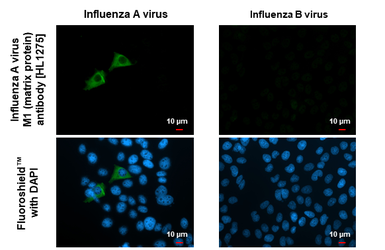 Anti-Influenza A virus M1 (matrix protein) antibody [HL1275] used in Immunocytochemistry/ Immunofluorescence (ICC/IF). GTX636677
