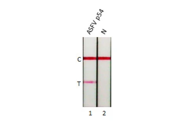 Anti-ASFV p54 antibody [HL1287] used in Lateral Flow (Lateral Flow). GTX636701