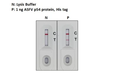 Anti-ASFV p54 antibody [HL1287] used in Lateral Flow (Lateral Flow). GTX636701