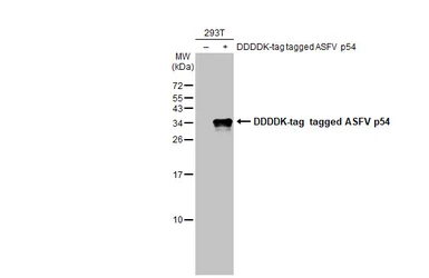 Anti-ASFV p54 antibody [HL1287] used in Western Blot (WB). GTX636701