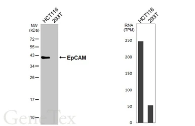 Anti-EpCAM antibody [HL1339] used in Western Blot (WB). GTX636759