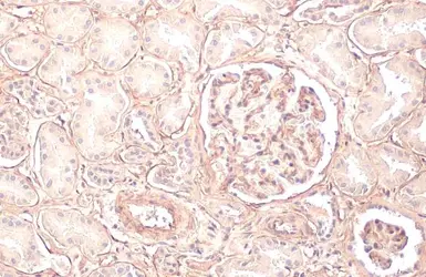 Anti-COL4A1 antibody [HL1351] used in IHC (Paraffin sections) (IHC-P). GTX636771