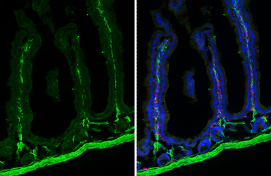 Anti-alpha Smooth Muscle Actin antibody [HL1419] used in IHC (Frozen sections) (IHC-Fr). GTX636885