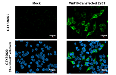 Anti-Wnt16 antibody [HL1498] used in Immunocytochemistry/ Immunofluorescence (ICC/IF). GTX636972