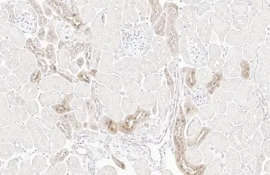 Anti-Wnt16 antibody [HL1498] used in IHC (Paraffin sections) (IHC-P). GTX636972