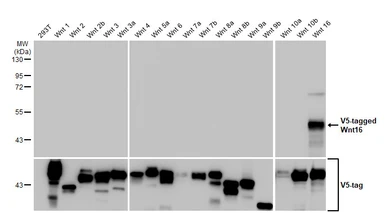 Anti-Wnt16 antibody [HL1498] used in Western Blot (WB). GTX636972
