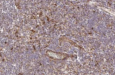 Anti-Vimentin antibody [HL1506] used in IHC (Paraffin sections) (IHC-P). GTX636980