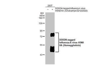 Anti-Avian Influenza A virus H5N8 HA (Hemagglutinin) antibody [HL1550] used in Western Blot (WB). GTX637025