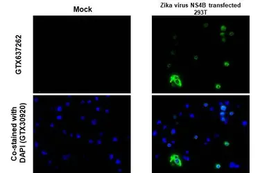 Anti-Zika virus NS4B protein antibody [HL1664] used in IHC-P (cell pellet) (IHC-P (cell pellet)). GTX637262