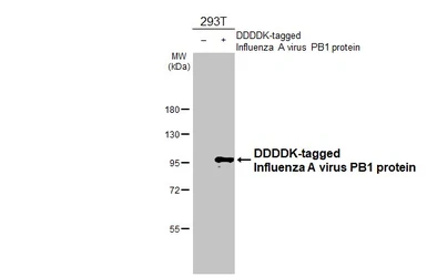 Anti-Influenza A virus PB1 protein antibody [HL1714] used in Western Blot (WB). GTX637313