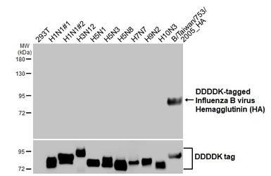 Anti-Influenza B virus Hemagglutinin (HA) antibody [HL2208] used in Western Blot (WB). GTX638212