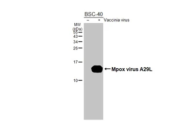 Anti-Mpox virus A29L antibody [HL2527] used in Western Blot (WB). GTX638888