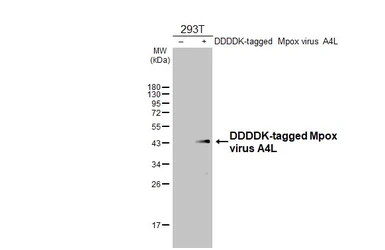 Anti-Mpox virus A4L antibody [HL2555] used in Western Blot (WB). GTX638927