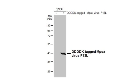 Anti-Mpox virus F13L antibody [HL2637] used in Western Blot (WB). GTX639093