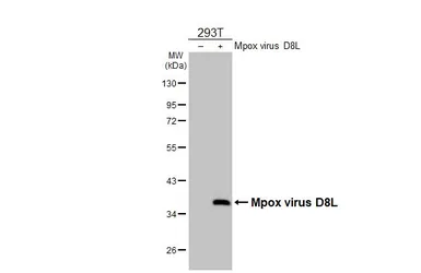 Anti-Mpox virus D8L antibody [HL2950] used in Western Blot (WB). GTX640335