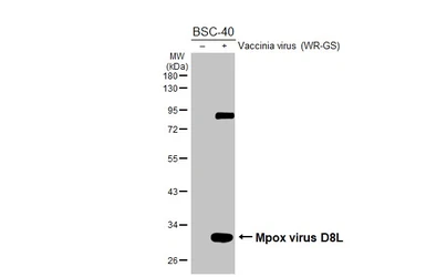 Anti-Mpox virus D8L antibody [HL2950] used in Western Blot (WB). GTX640335
