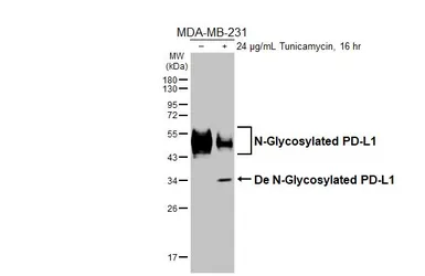 Anti-PD-L1 antibody [HL2985] used in Western Blot (WB). GTX640395