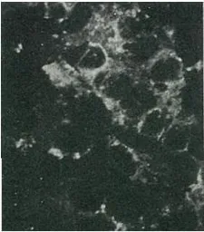 Anti-Hepatitis C virus Core Antigen antibody [H6-29] (Biotin) used in Immunocytochemistry/ Immunofluorescence (ICC/IF). GTX64114