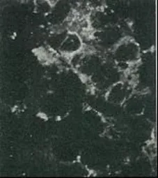 Anti-Hepatitis C virus Core Antigen antibody [H6-29] (FITC) used in Immunocytochemistry/ Immunofluorescence (ICC/IF). GTX64115