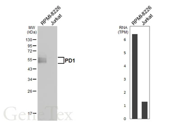 Anti-PD1 antibody [HL4386] used in Western Blot (WB). GTX643643