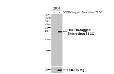 Anti-Enterovirus 71 3C antibody [HL4973] used in Western Blot (WB). GTX645059