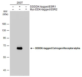 Anti-Estrogen Receptor alpha antibody [1F3] used in Western Blot (WB). GTX70171