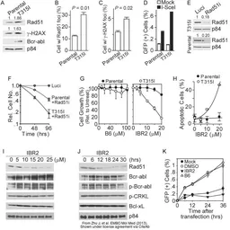 Anti-Nuclear Matrix Protein p84 antibody [5E10] used in Western Blot (WB). GTX70220