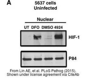 Anti-Nuclear Matrix Protein p84 antibody [5E10] used in Western Blot (WB). GTX70220