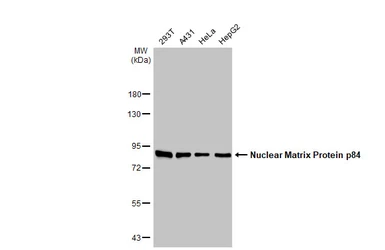 Anti-Nuclear Matrix Protein p84 antibody [5E10] used in Western Blot (WB). GTX70220