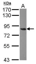 Anti-Nuclear Matrix Protein p84 antibody [5E10] used in Western Blot (WB). GTX70220