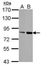 Anti-Nuclear Matrix Protein p84 antibody [5E10] used in Western Blot (WB). GTX70220