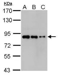 Anti-Nuclear Matrix Protein p84 antibody [5E10] used in Western Blot (WB). GTX70220