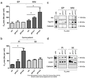 Anti-TSG101 antibody [4A10] used in Western Blot (WB). GTX70255
