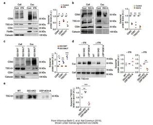 Anti-TSG101 antibody [4A10] used in Western Blot (WB). GTX70255