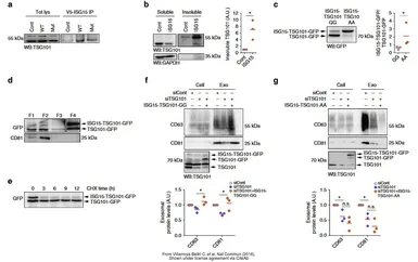 Anti-TSG101 antibody [4A10] used in Western Blot (WB). GTX70255