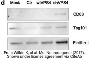 Anti-TSG101 antibody [4A10] used in Western Blot (WB). GTX70255