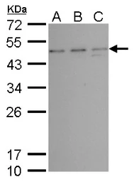 Anti-TSG101 antibody [4A10] used in Western Blot (WB). GTX70255