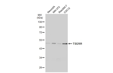 Anti-TSG101 antibody [4A10] used in Western Blot (WB). GTX70255