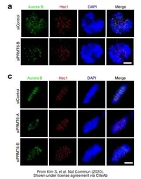 Anti-Hec1 antibody [9G3.23] used in Immunocytochemistry/ Immunofluorescence (ICC/IF). GTX70268