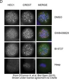 Anti-Hec1 antibody [9G3.23] used in Immunocytochemistry/ Immunofluorescence (ICC/IF). GTX70268