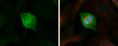 Anti-Hec1 antibody [9G3.23] used in Immunocytochemistry/ Immunofluorescence (ICC/IF). GTX70268