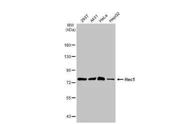 Anti-Hec1 antibody [9G3.23] used in Western Blot (WB). GTX70268