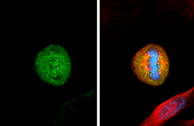 Anti-Hec1 antibody [9G3.23] used in Immunocytochemistry/ Immunofluorescence (ICC/IF). GTX70268