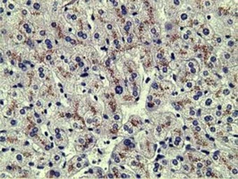 Anti-Alpha fetoprotein / AFP antibody [2A9] used in IHC (Paraffin sections) (IHC-P). GTX84954